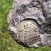 Eccaparadoxides pusillus